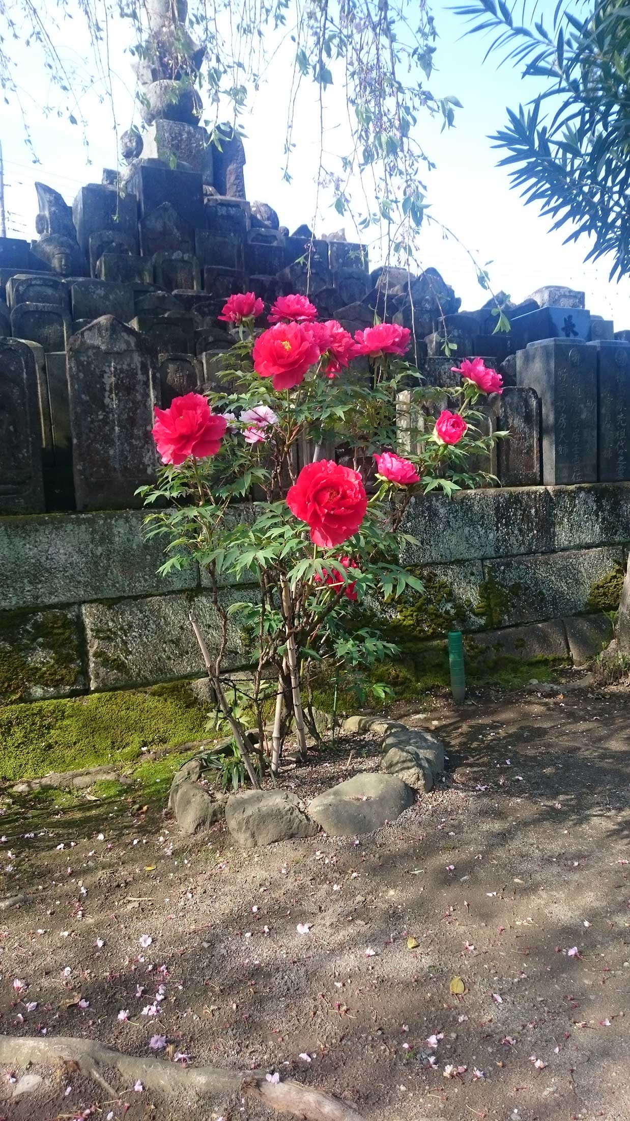 大蔵院 春の花