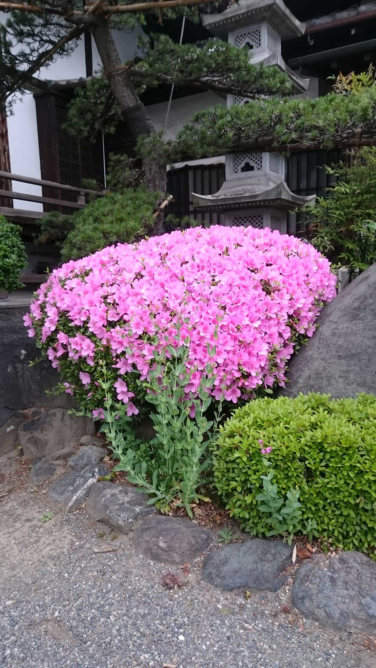 大蔵院 春の花