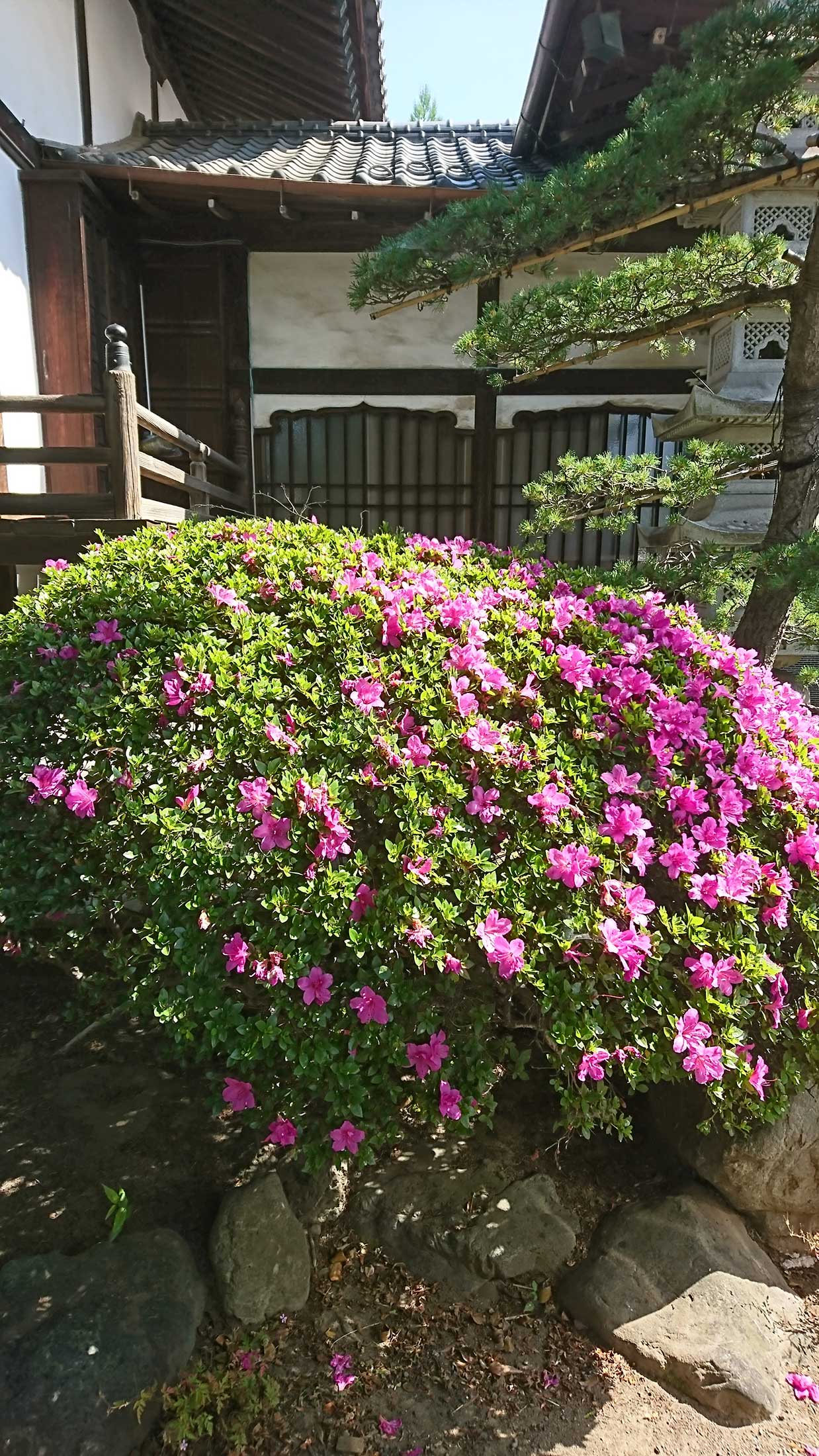 大蔵院 夏の花