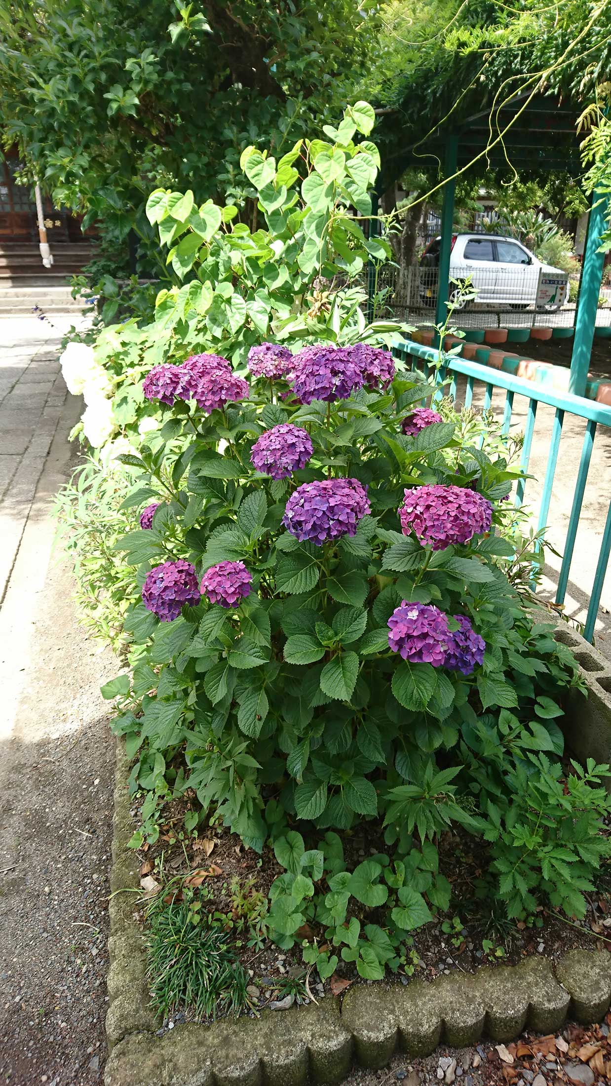 大蔵院 夏の花
